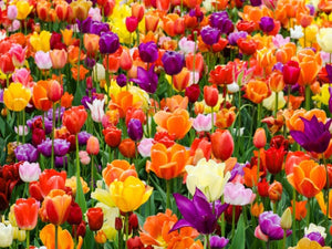 Mother's Day Gift Guide